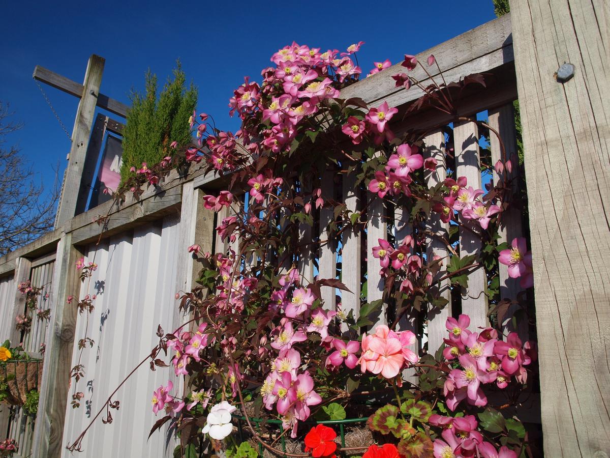 Annies Nirvana Lodge Backpackers Takaka Luaran gambar